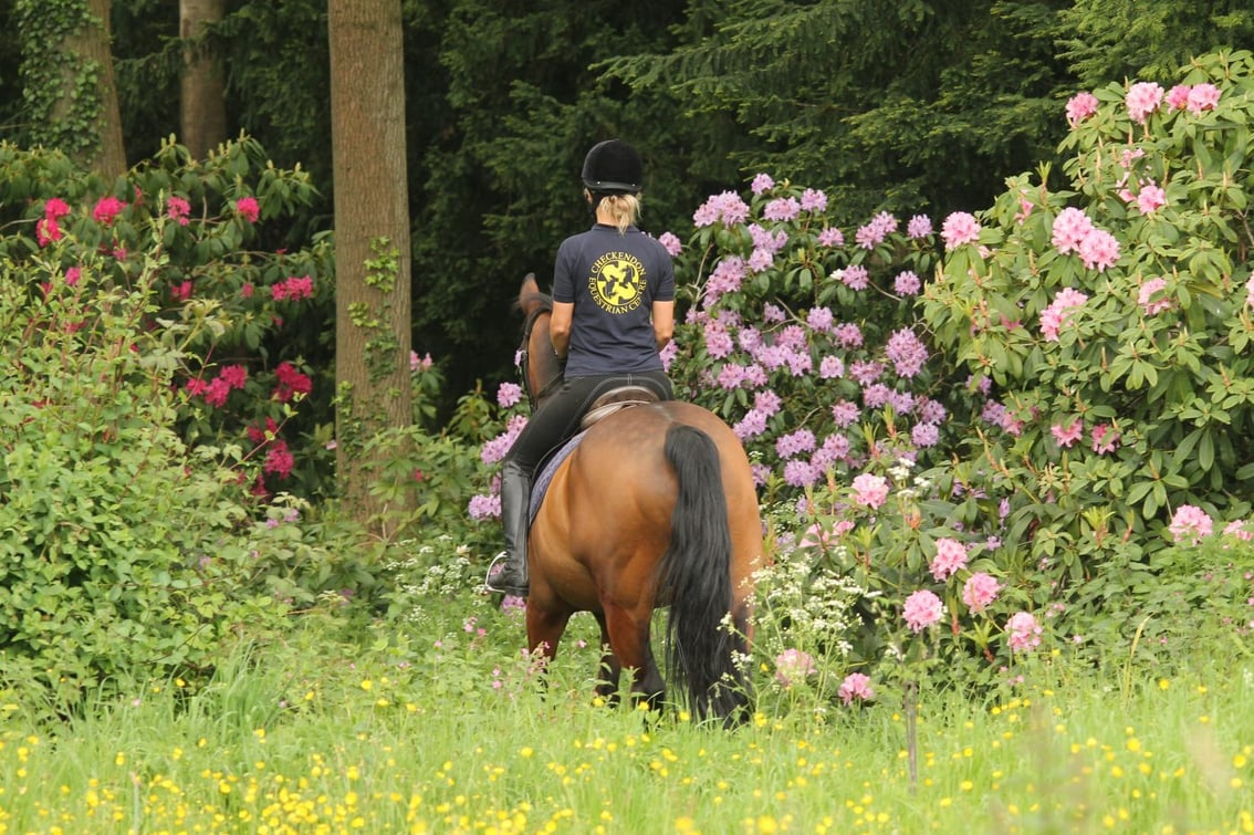 Best Riding Schools in Oxfordshire, South East England