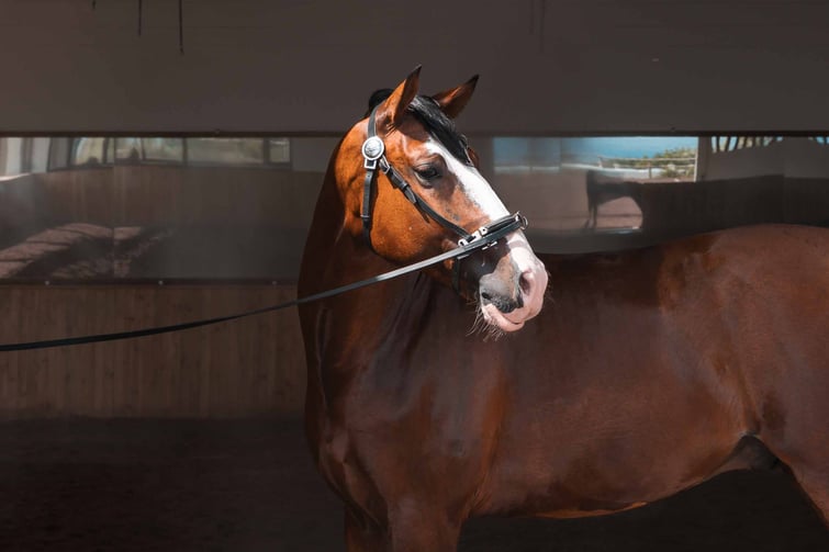 DSC05454 - Lusitano Garden Villas