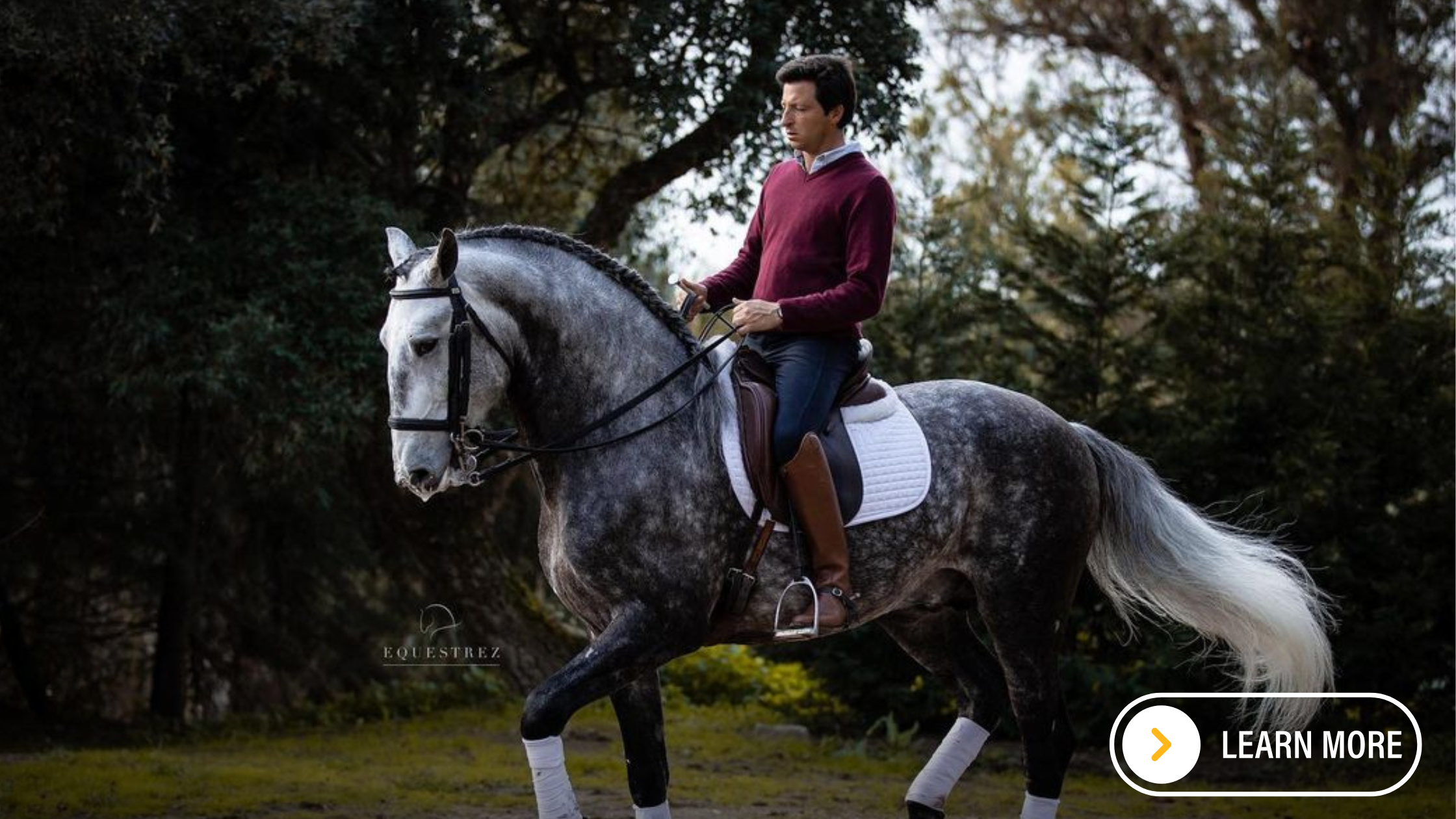 Man riding dapple grey Lusitano horse in an arena. 