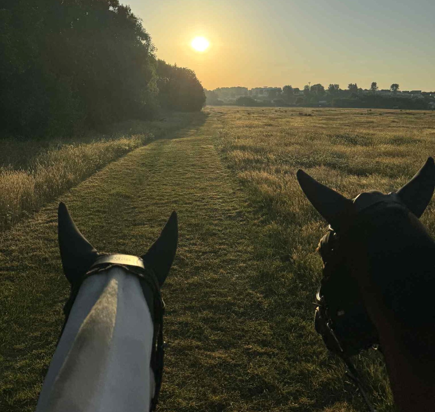 Best Riding Schools in East Sussex, South East England